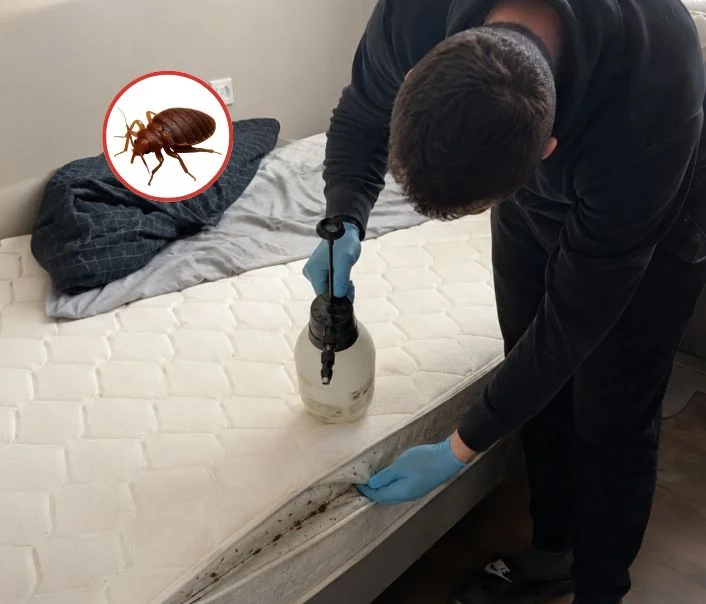 Technicien traitant un matelas contre les punaises de lit à Montesson